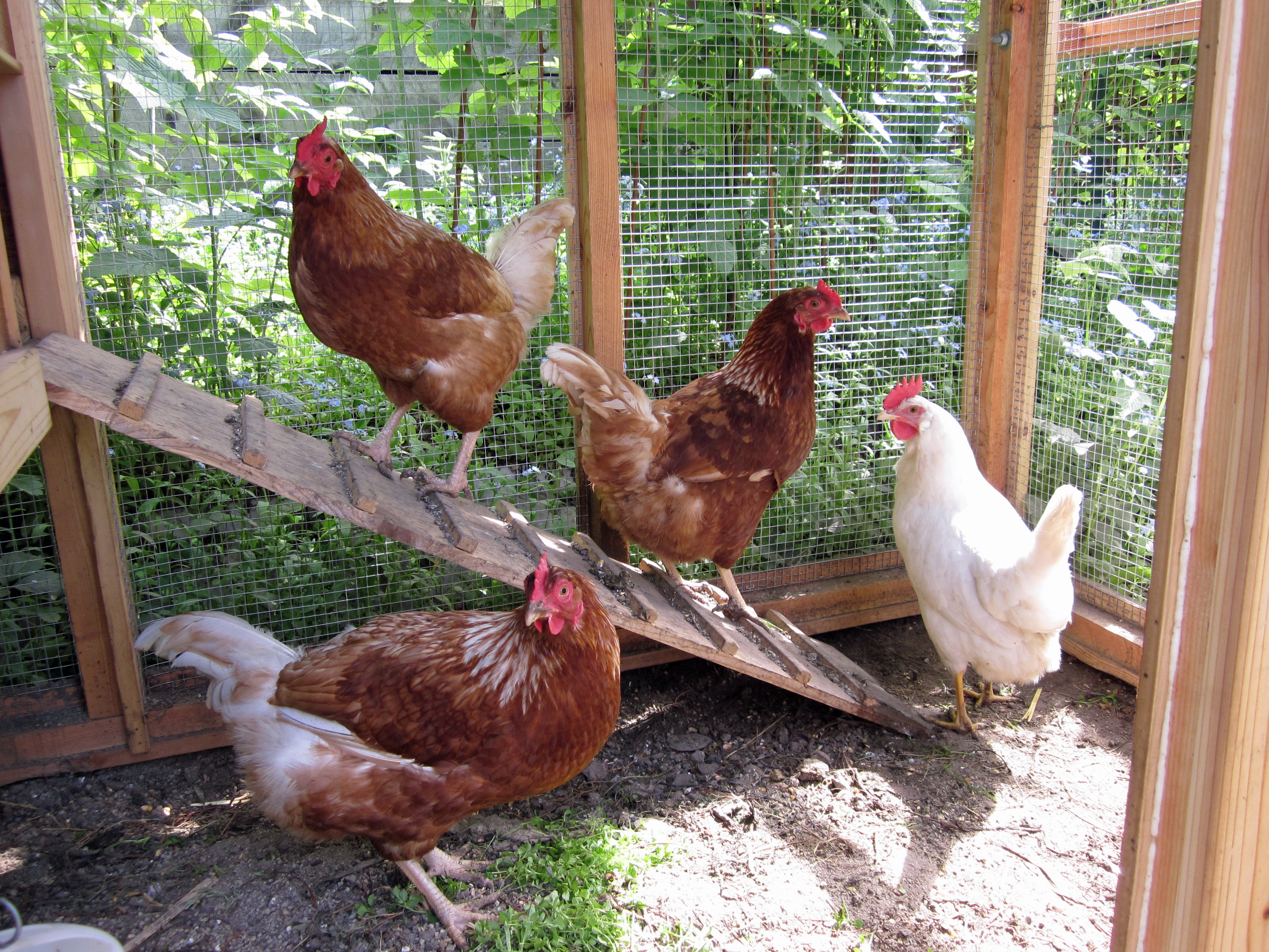 Keeping Chickens In The Backyard