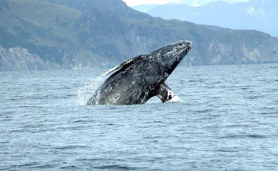 Gray Whale Migration - Alaska Public Media