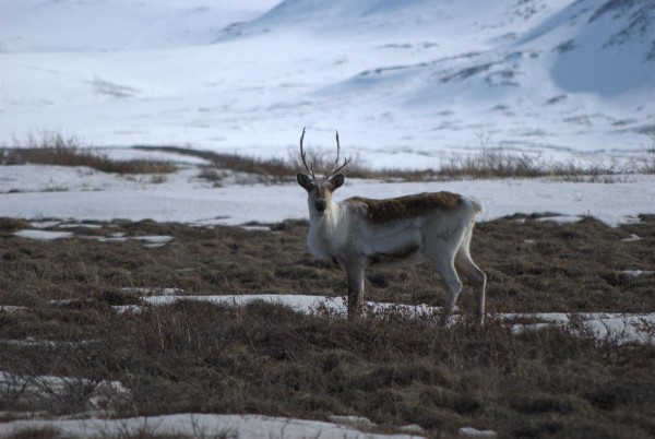 Western Arctic caribou populations stable, though officials worry about warming climate - Alaska Public Media News