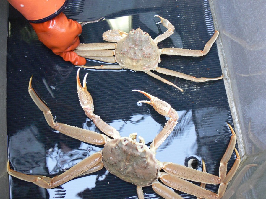 Southeast Alaska crabbing seasons start Wednesday Alaska Public Media