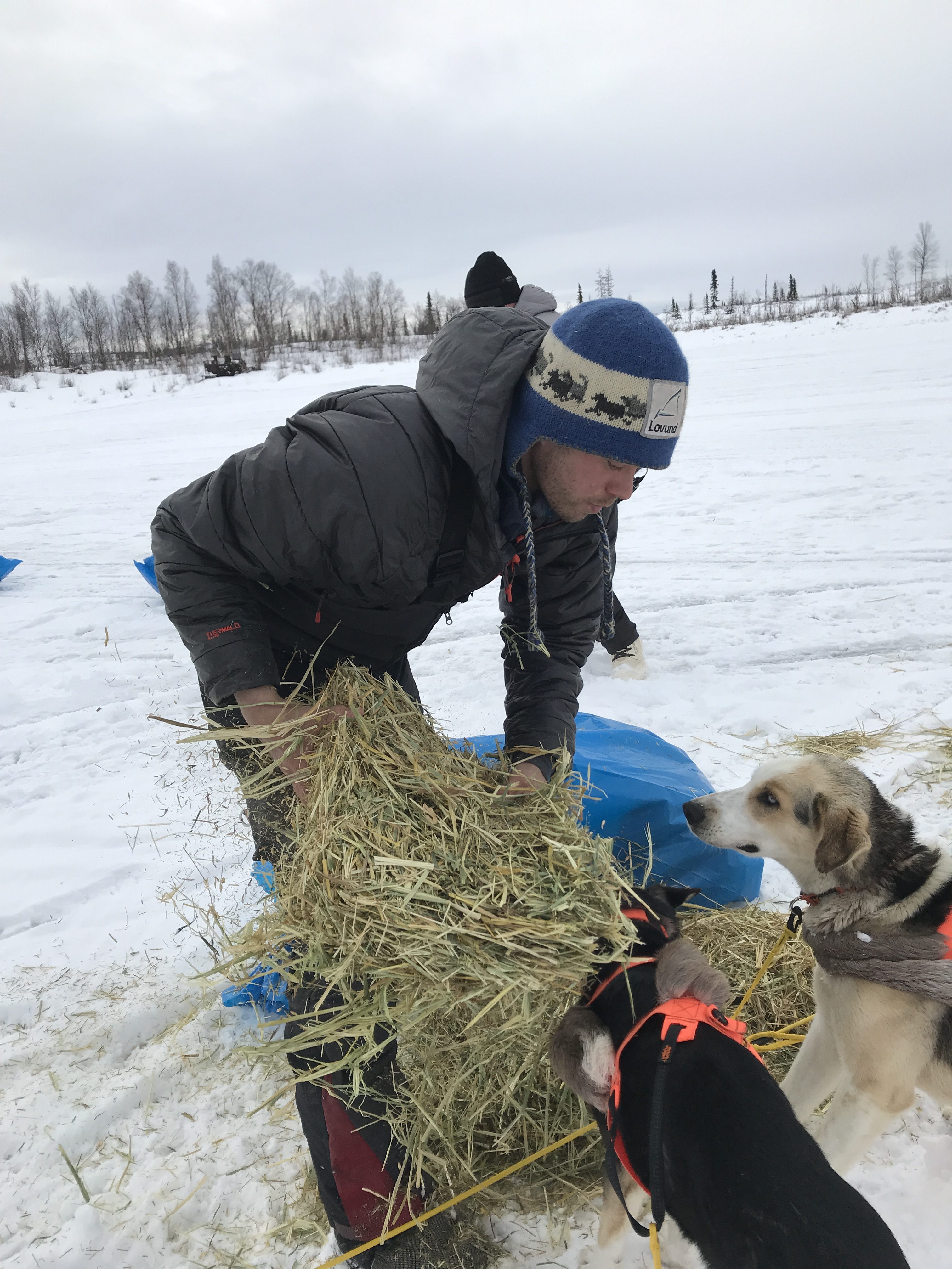 20190307-BJM-Iditarod-Joar-Liefseth-Ulsom-prepares-beds-for-his-team-e1552085219203.jpg