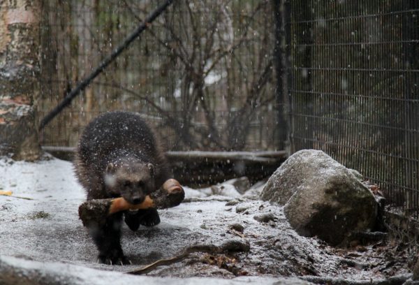 There S A Wild Wolverine In Anchorage What Do City Dwellers Need To Know Alaska Public Media