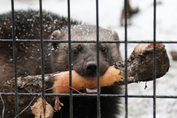 There S A Wild Wolverine In Anchorage What Do City Dwellers Need To Know Alaska Public Media