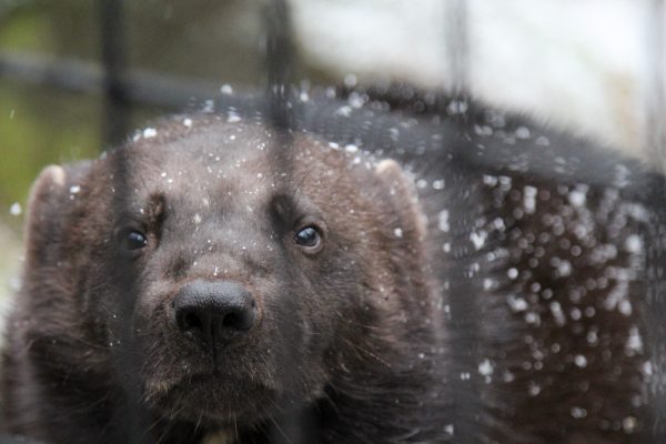 There S A Wild Wolverine In Anchorage What Do City Dwellers Need To Know Alaska Public Media