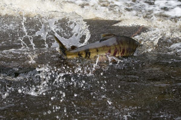 A mottled green and purple salmon swims up the water with most of its back exposed.