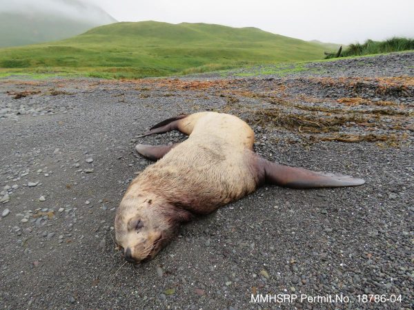 The body of a dead steller sea lion on a beach