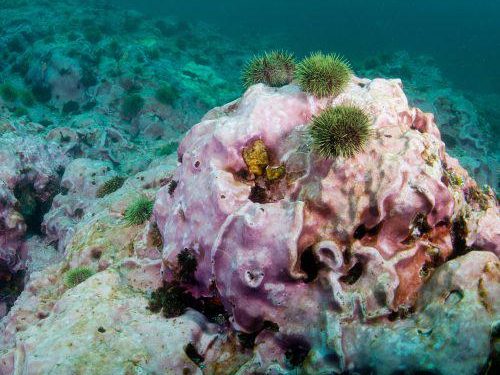 Sea urchins on a rock