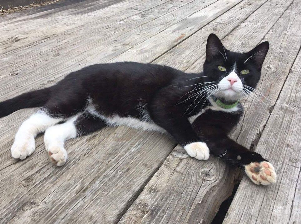 A black and white cat lies on some boards