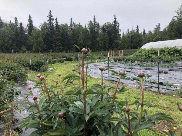 Peonies Farm Near Me