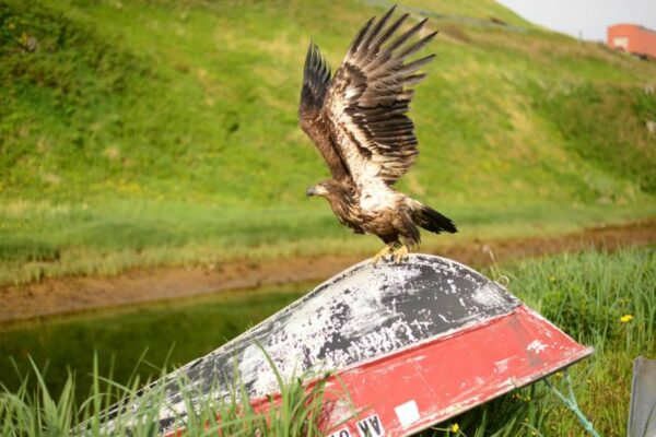 an eagle on a boat