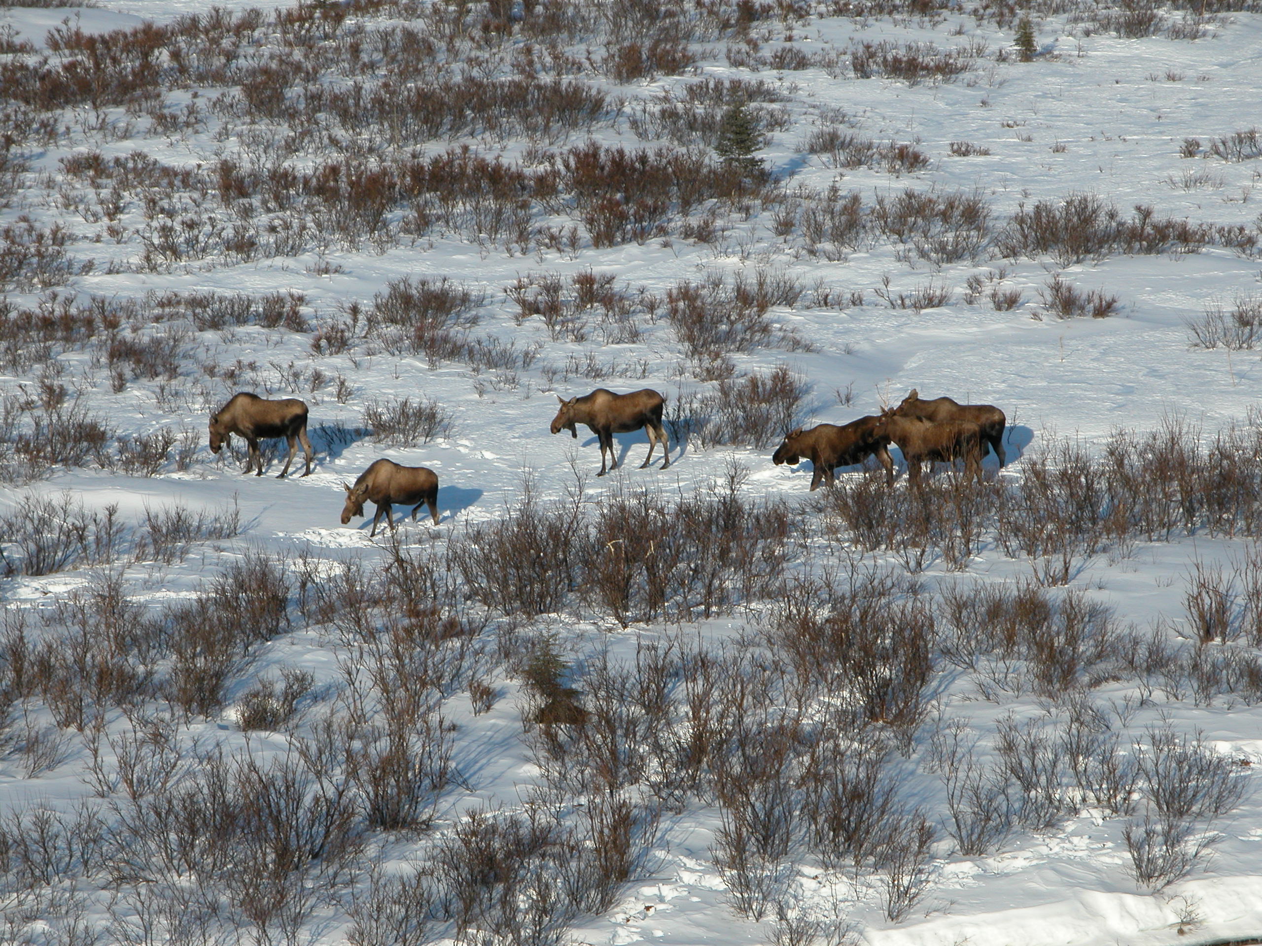 Moose population boom, linked to climate change, inspires some hunting changes Alaska Public Media