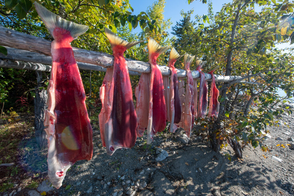 Exterior: Salmon hang on a rack to dry.