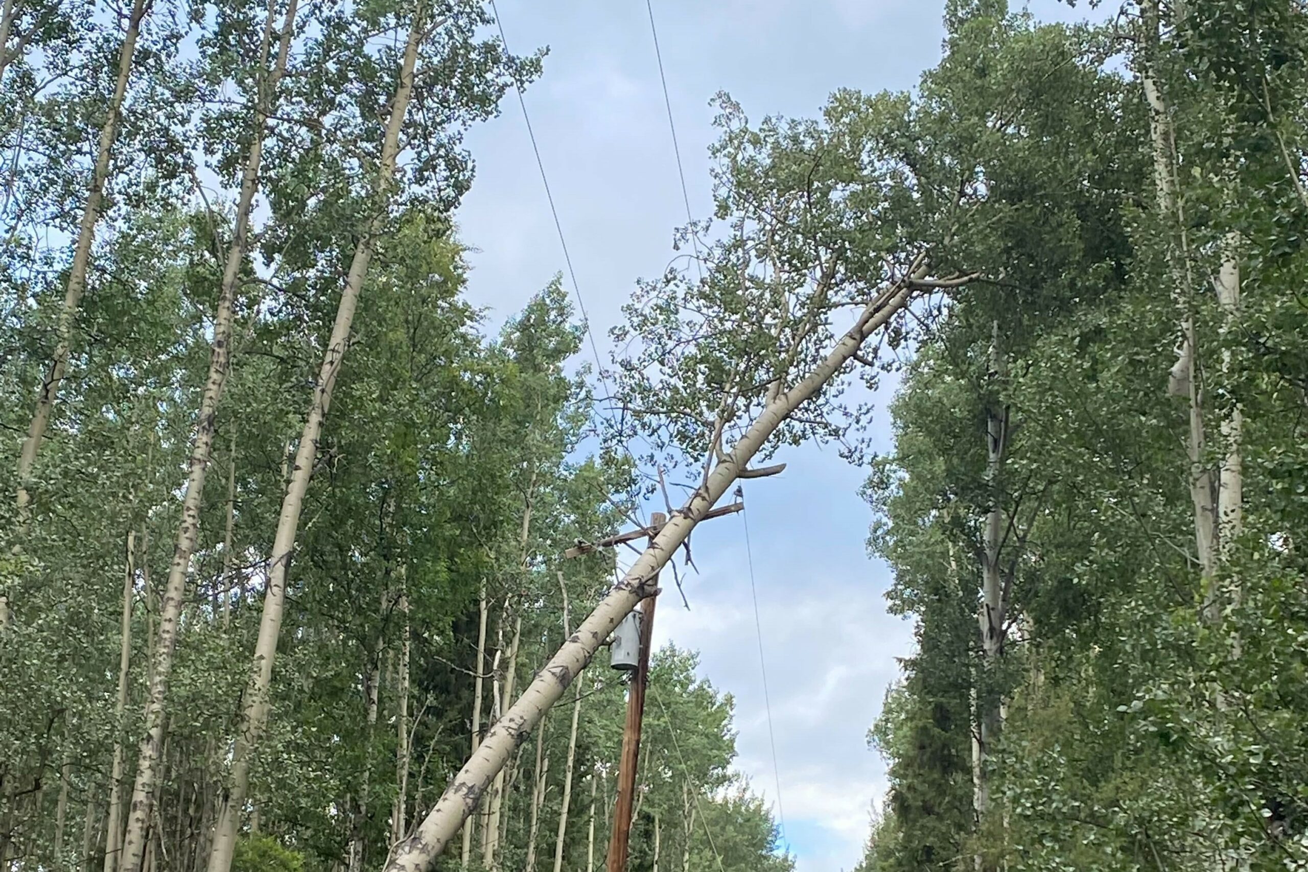 a tree falls onto powerlines