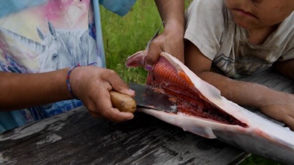 Closeup of a child using an ulu to clean a salmon.